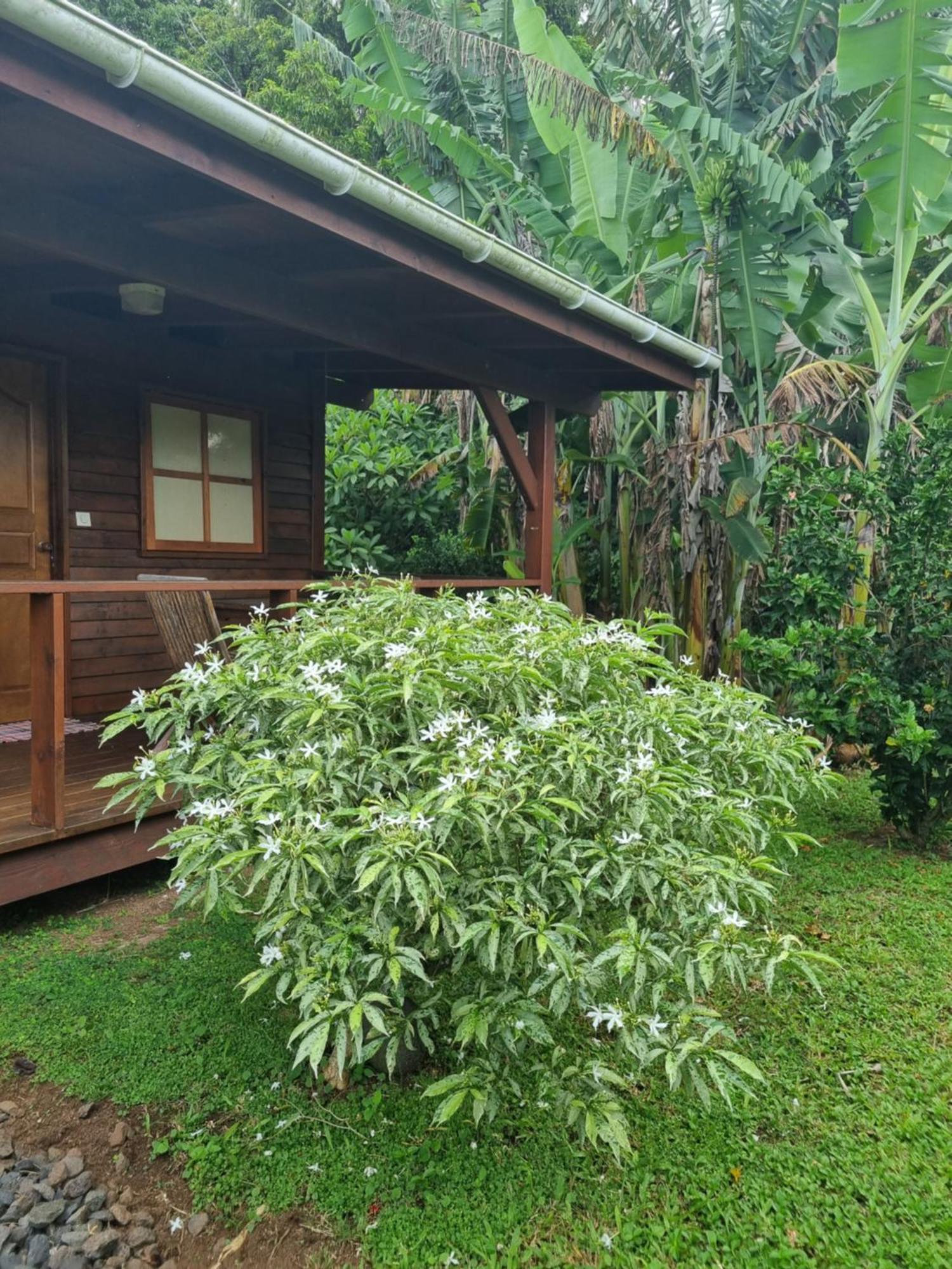 Painapaopao Backpacker Albergue Moorea Exterior foto